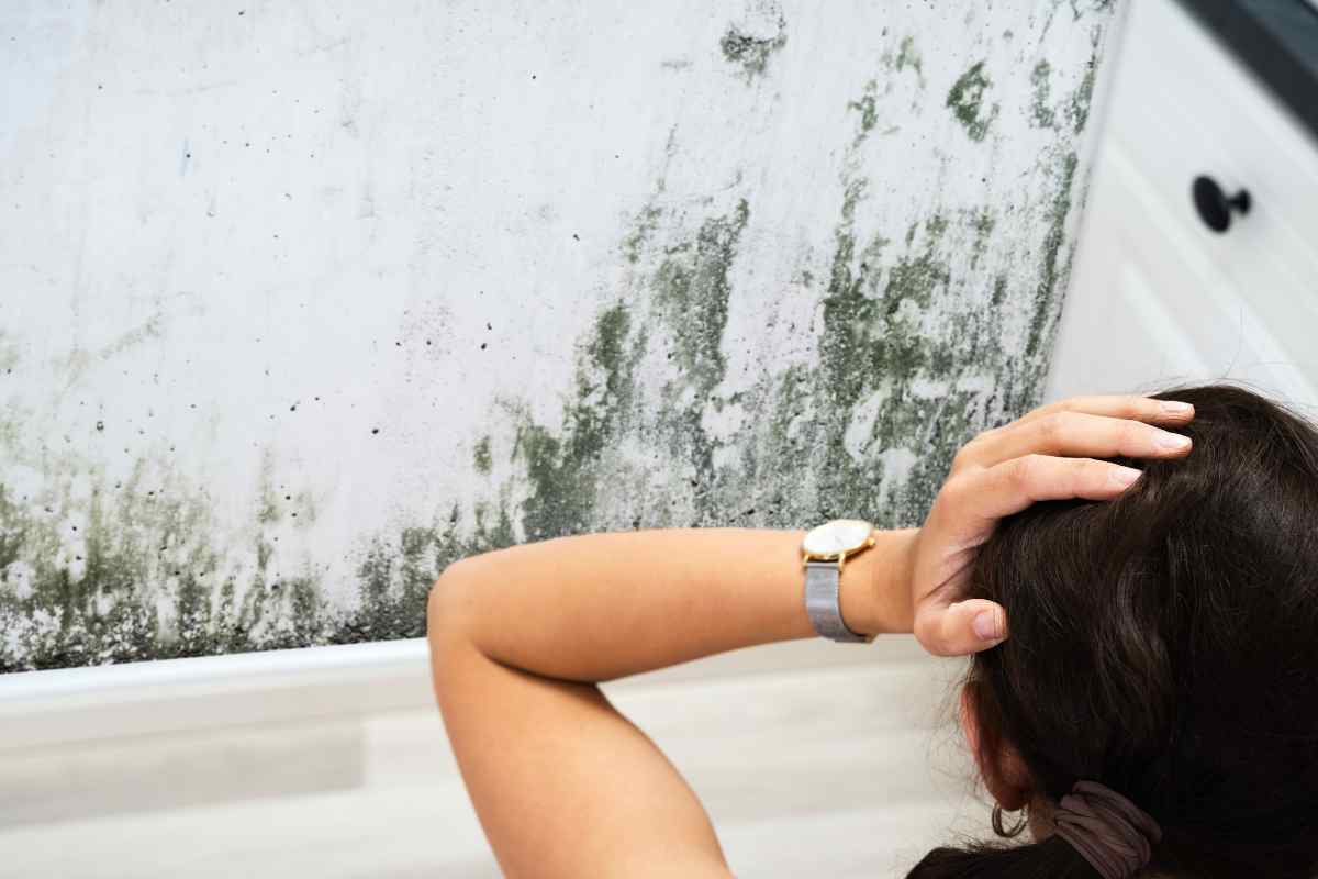 Gennaio è il mese nero per la muffa: questa è l'unica cosa , tutti i dettagli